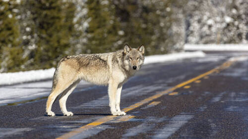Trump veut à nouveau retirer les protections accordées aux loups