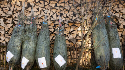 Les sapins de Noël coûteront un peu plus cher cette année