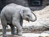 Mort de l'éléphanteau Umesh à Zurich, des suites d'un virus