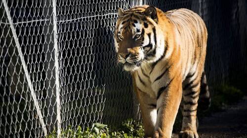 Un homme grièvement blessé par un tigre dans un zoo britannique