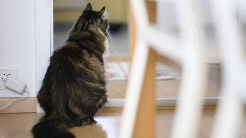Un chat grièvement blessé définitivement retiré à son propriétaire