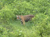 Le nombre de tigres sauvages dépasse 3000
