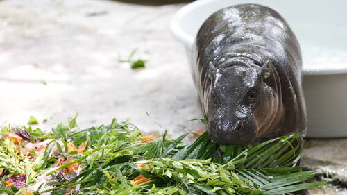 Thaïlande: un homme dans l'enclos d'une hippopotame star