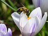 Mortalité des abeilles: la Commission européenne veut avancer