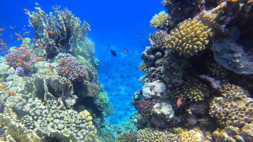 La dégradation de l'océan se poursuit, selon le baromètre Starfish