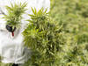 Le CBD est surtout apprécié en Suisse par les personnes âgées