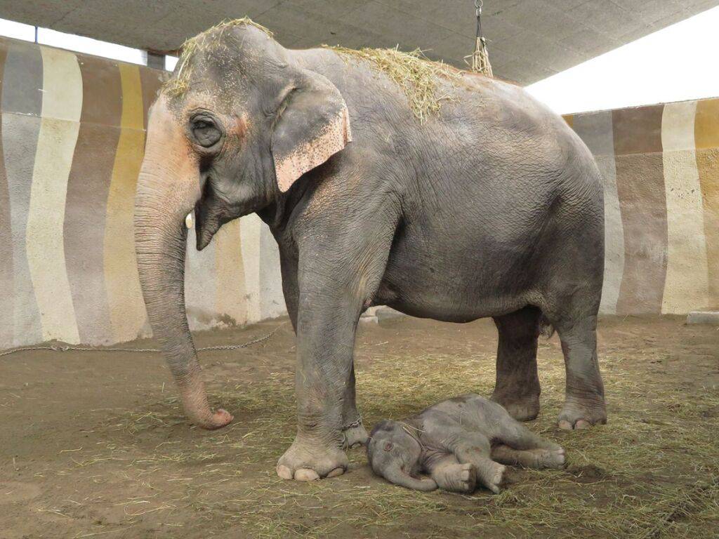 Un bébé éléphant pointe le bout de sa trompe au zoo de Zurich