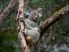 Les koalas de Zurich vivent désormais dans un espace bien plus vert