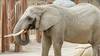L'éléphante Heri est morte au zoo de Bâle à près de 50 ans