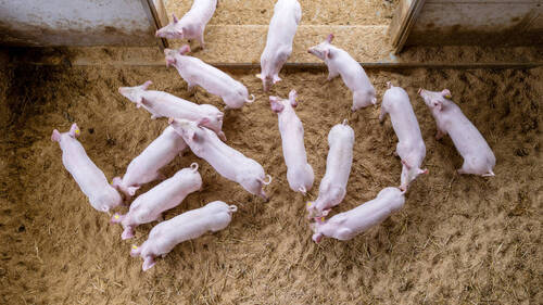 Danemark: des mauvais traitements dans des élevages porcins