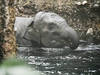 Un troisième éléphant du zoo de Zurich est mort de l'herpèsvirus