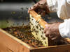 Les abeilles suisses ont mieux surmonté l'hiver que l'an dernier
