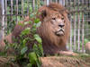 Un lion tue un homme entré dans son enclos dans le zoo d'Accra
