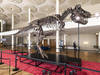 Le T-Rex "Trinity" exposé un an au musée des dinosaures à Aathal