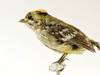 Un oiseau empaillé rarissime découvert dans un musée bernois