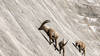 Barrage de Salanfe (VS): les bouquetins jouent les funambules