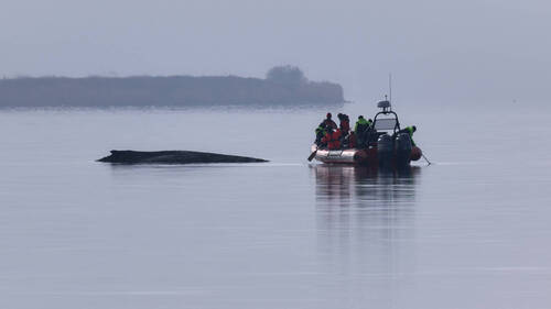 Allemagne: le sauvetage de la baleine entre dans une phase décisive