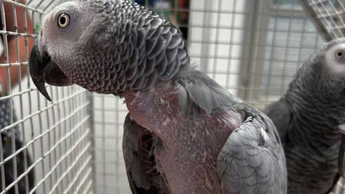 Un Suisse arrêté avec deux perroquets d'espèce protégée