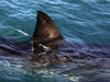 Attaque mortelle de requin à Nouméa