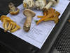 Les contrôleurs suisses éliminent 54 kilos de champignons vénéneux