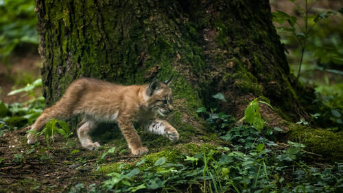 Les lynx colonisent le Plateau suisse malgré les dangers