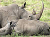 Près de 500 rhinocéros victimes d'un braconnage en hausse en 2023