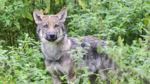 Le Valais demande l'éradication complète de deux meutes de loups