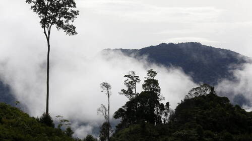 Indonésie: près de 2 millions d'hectares de forêts brûlés en 2026
