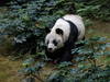 Le doyen mondial des pandas en captivité meurt à 35 ans