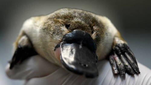 L'ornithorynque a des réservoirs de mélanine d'oiseaux