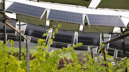 Energie photovoltaïque et vigne sur une même parcelle