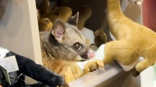 Australie: un opossum parmi des peluches dans un aéroport