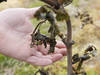 Le gel d'avril a grillé la vigne dans le Chablais et à Genève