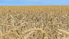 L'autorisation de nouvelles plantes suscite des réactions partagées