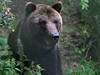 Attaque d'ours dans un parc national touristique de Croatie