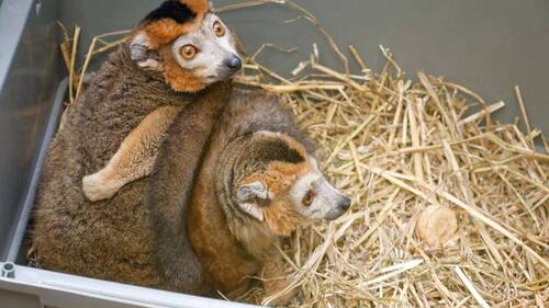 Le zoo de Servion reçoit deux lémurs couronnés, uniques en Suisse