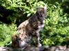 Tir d'un lynx dans l'Oberland bernois autorisé