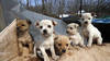 Ne pas acheter son chien sur internet et le voir d'abord