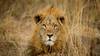 Un lion tue un touriste dans un lodge de safari en Namibie