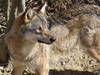 Vaud tire un cinquième et sixième loups dans le Jura vaudois