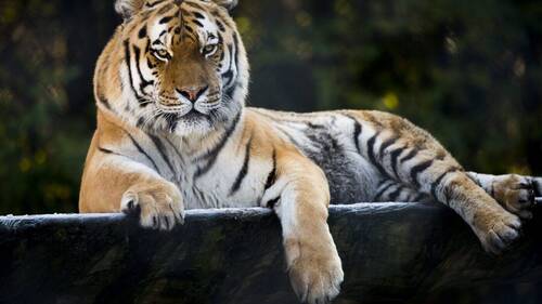 Tinka, la tigresse emblématique du zoo de Servion, est morte