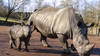 Soixante-dix rhinocéros blancs d'Afrique du Sud déplacés au Rwanda