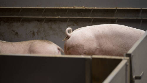 Pneumonie enzootique: 10'500 porcs abattus dans toute la Suisse