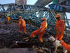 Vingt morts en Inde dans l'effondrement d'une grue de chantier