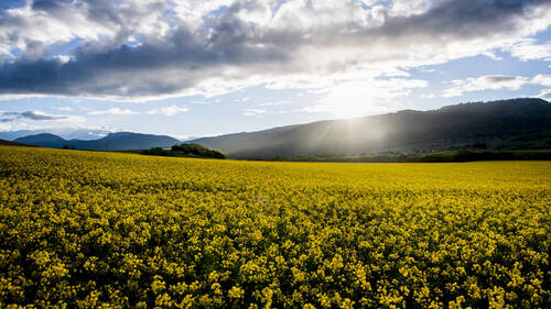 Sur les marchés agricoles, colza et soja prennent froid avant Noël