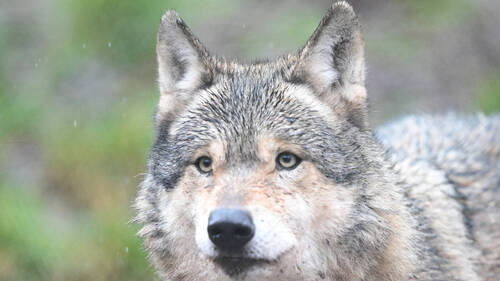 Allemagne: le loup qui avait mordu une femme est probablement mort