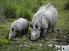 Un homme arrêté pour s'être baigné dans l'enclos des rhinocéros