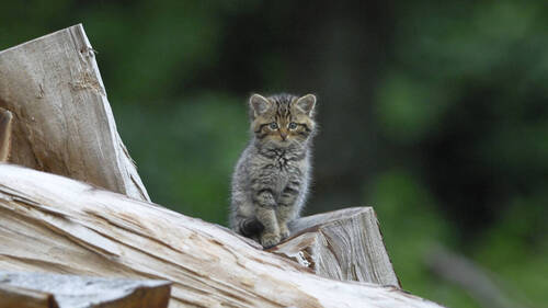 Des chatons sylvestres recueillis par erreur ont été relâchés