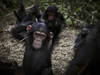 La taquinerie chez les primates, un trait de caractère très ancien