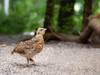Des oiseaux rares ont vu le jour au parc animalier de Berne